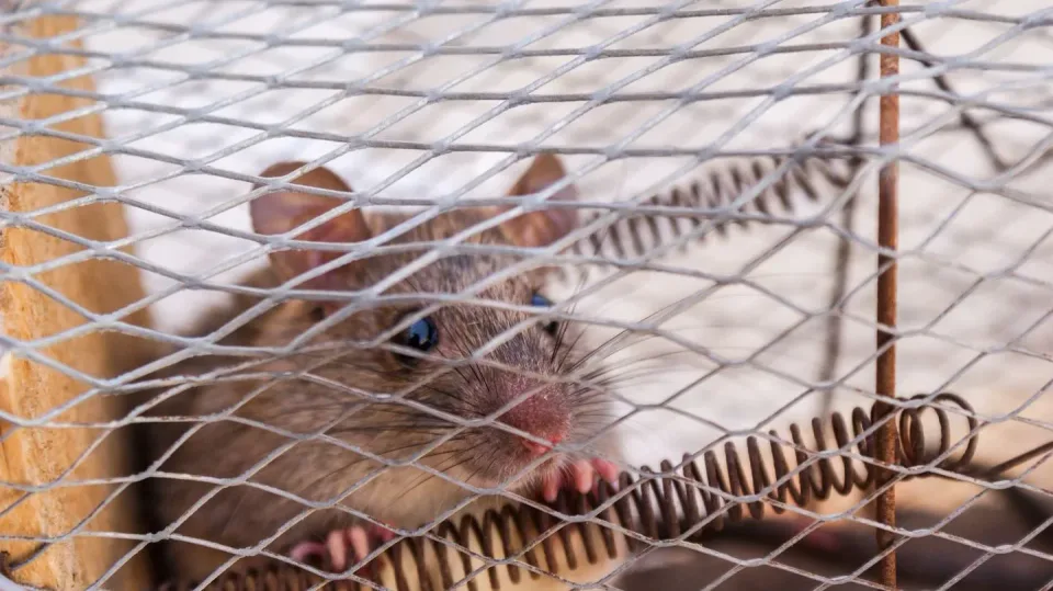 Rat — Pest Control — Rat, Live Trap, Wire Mesh, Pest Control, Pest Control