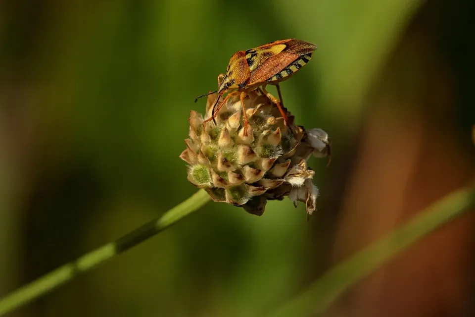 Shield Bug — Pest Control — Shield Bug, Flower Bud, Plant Stem, Pest Control, Pest Control