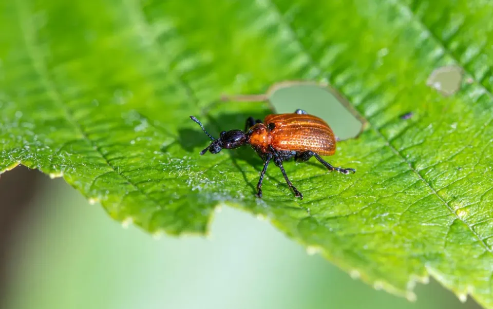 Weevil — Agricultural Pest — Weevil, Beetle, Leaf, Agricultural Pest, Pest Control